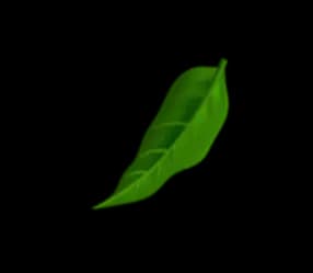 Leaf