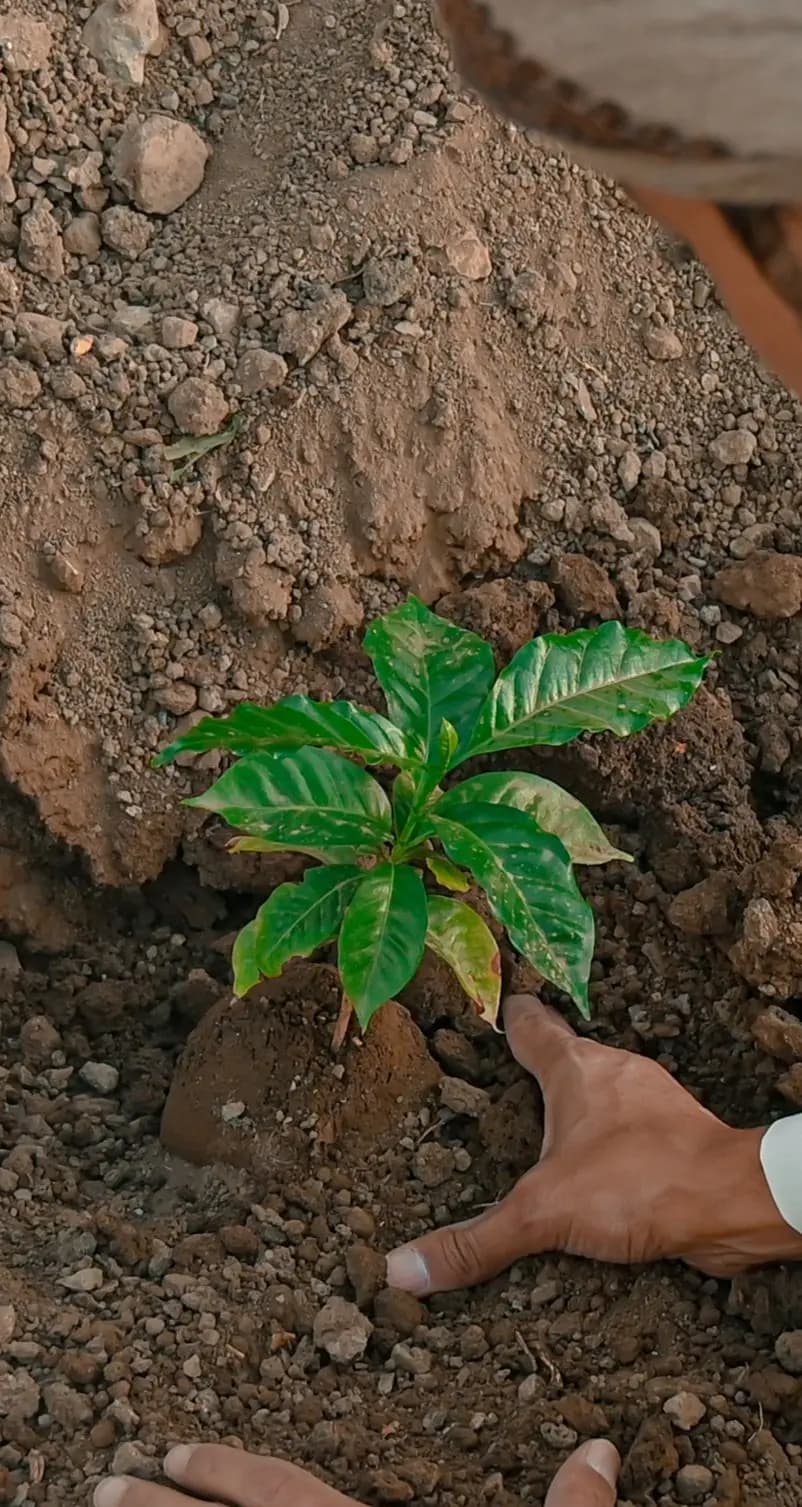 Seedling Image